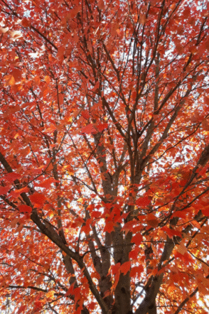 Wolf Kahn studios Vermont Studio center